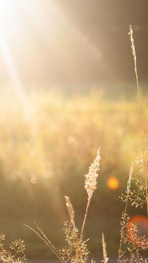 seo推广推荐蜘蛛池截图4