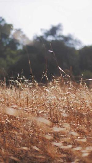 seo在线优化工具是什么截图3