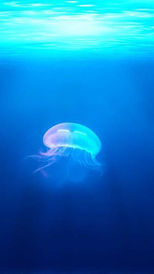 蜘蛛池有什么用呢截图2