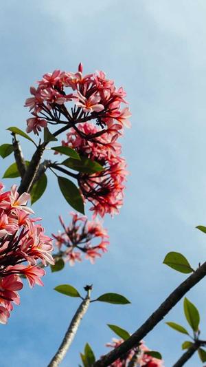 百度seo排名优化软件截图1