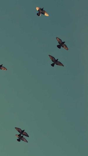 Seo优化工具截图3