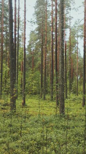 灰色词seo泛目录截图2