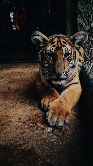 上海seo推广工具截图4