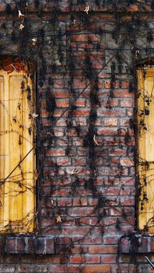 蜘蛛池出租打广告截图4