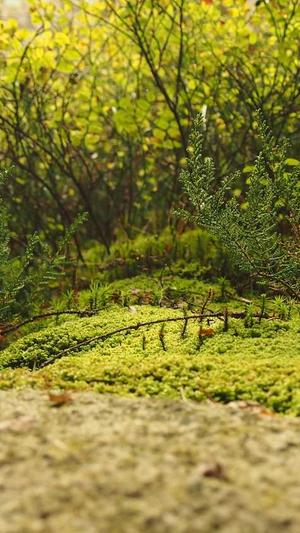 蜘蛛池软件代运营截图4