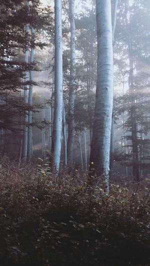 seo优化工具有哪些截图3